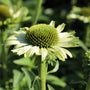 unique green flowers on echinacea green jewel