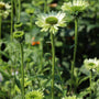 tall stems on green jewel echinacea