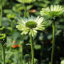 unique whiteish green summer flower echinacea