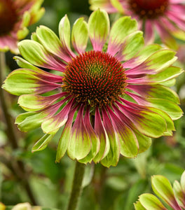 Echinacea Green Twister