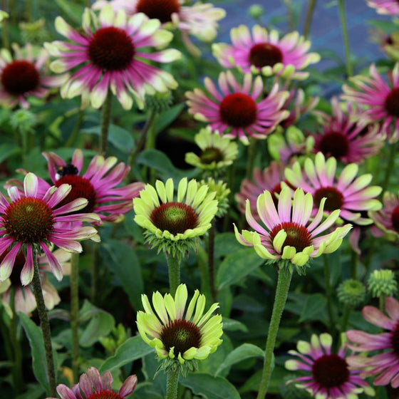 echinacea green twister planted en masse