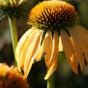 Echinacea Harvest Moon Yellow Coneflower