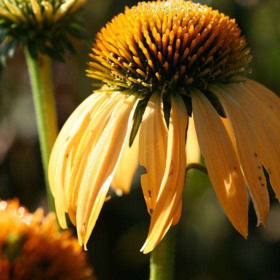 Echinacea Harvest Moon Yellow Coneflower