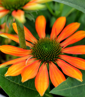 Echinacea Lakota Fire