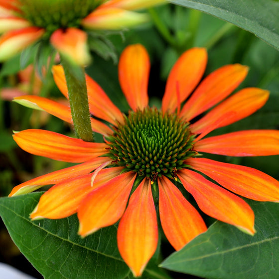 echinacea indoor plant Echinacea Lakota Fire
