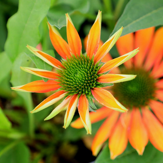 Echinacea Lakota Fire Dwarf Coneflower