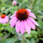 echinacea magnus beautiful summer blooms