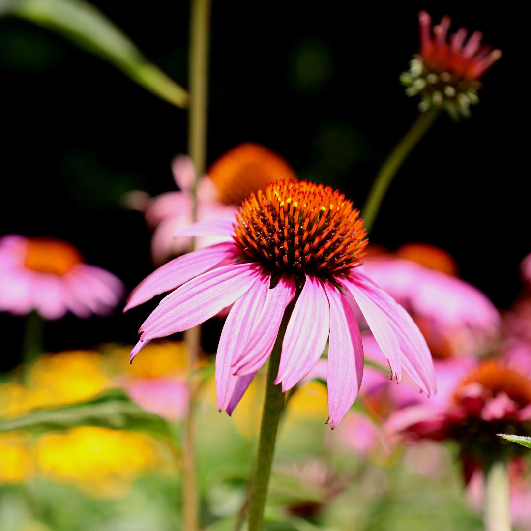 echinacea magnus seeds Magnus Purple Coneflower