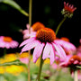echinacea magnus in the summer sun