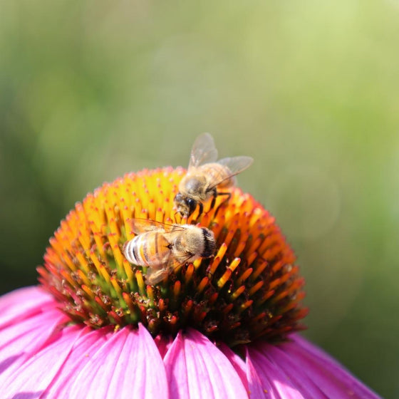 Purple Coneflower Magnus pollinating perennial