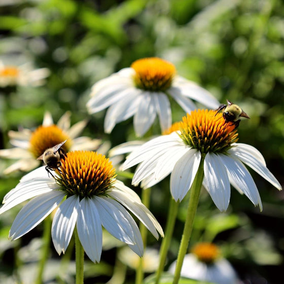 Echinacea powwow white in the pollinator garden