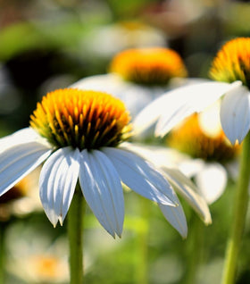 Echinacea Pow Wow White