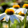 white summer-blooming Echinacea Powwow White
