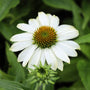 bright white summer flowering Echinacea Powwow White