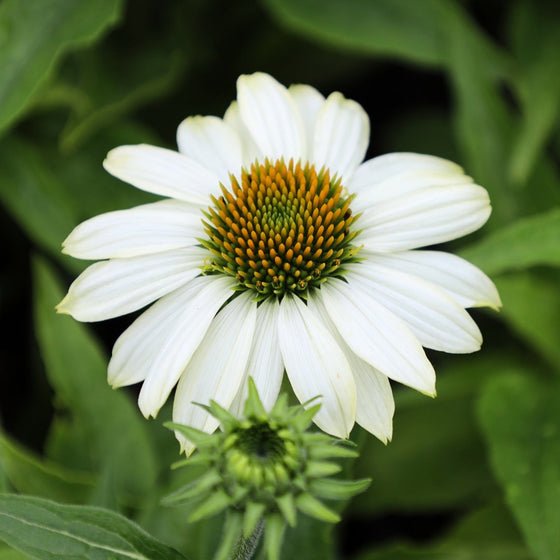 bright white summer flowering Echinacea Powwow White