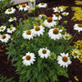 echinacea powwow white cone flower in the landscape