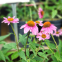 view of The echinacea pow wow wild berry with its round cone-like shape