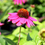 violet blooms on echinacea pow wow wildberry