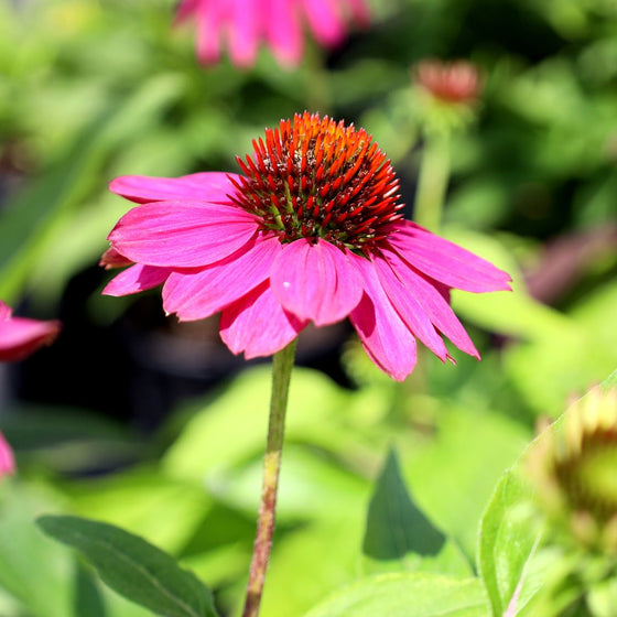 violet blooms on echinacea pow wow wildberry