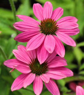 Echinacea PowWow Wild Berry