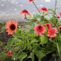 coral coneflower perennial
