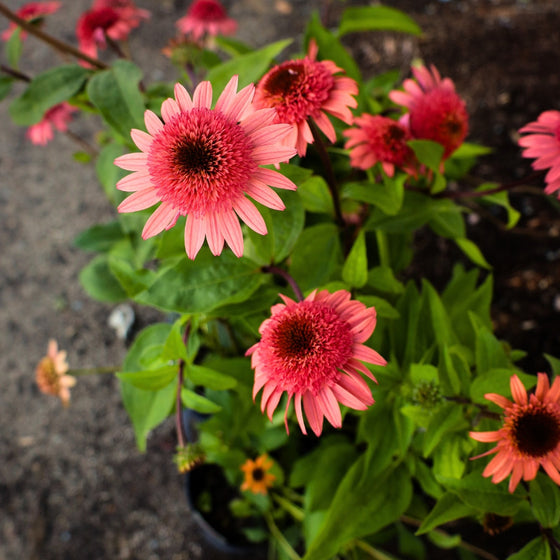double blooming coneflower