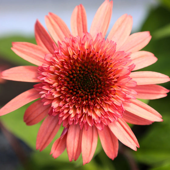 raspberry truffle echinacea