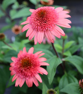 Echinacea Raspberry Truffle