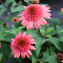 close up of double blooming raspberry truffle echinacea