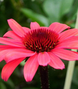 Echinacea Solar Flare