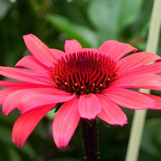 solar flare succulent Buy Echinacea Solar Flare Plants Online