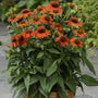 echinacea sombrero Adobe Orange in a container on a patio