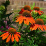 echinacea sombrero Adobe Orange full sun perennial