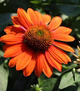 Echinacea Sombrero Adobe Orange