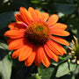 close up view of adobe orange echinacea