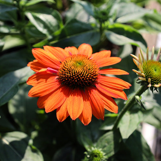 echinacea sombrero Adobe Orange with bright orange flower petals