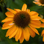 Echinacea Sombrero Granada Gold has deep yellow petals