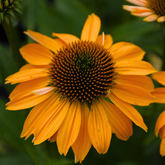Echinacea Sombrero Granada Gold has deep yellow petals