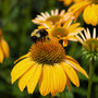 pollinator enjoying golden flower of Echinacea Sombrero Granada Gold