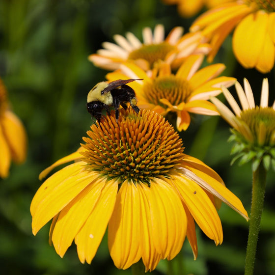pollinator enjoying golden flower of Echinacea Sombrero Granada Gold