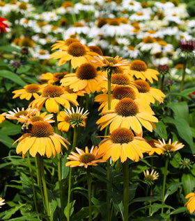 Echinacea Sombrero Granada Gold