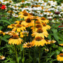 Echinacea Sombrero Granada Gold in the landscape