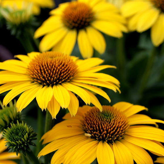 Echinacea Sombrero Lemon Yellow summer flowers 