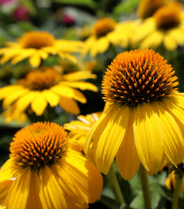 Echinacea Sombrero Lemon Yellow
