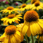 Echinacea sombrero lemon yellow has bright, yellow flowers