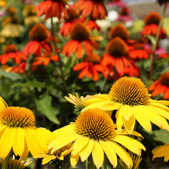 echinacea sombrero lemon yellow in full bloom