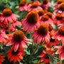 close up view of coral blooms on Echinacea Sombrero Poco™ Hot Coral