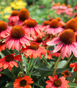 Sombrero Poco™ Hot Coral Coneflower