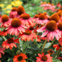 echinacea-sombrero-poco-hot-coral-flowers