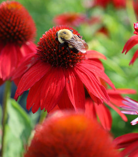 Echinacea Sombrero Salsa Red Coneflower